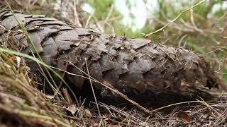 Incredible Pangolin Sighting [upl. by Inaffit42]