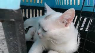 The White Cat Is Feeding The Babies [upl. by Neerhtak]