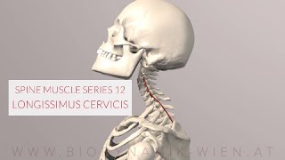 Spine Series 12 Neck Muscles Longissimus Cervicis 3D Animation [upl. by Lion]