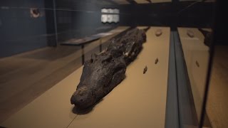 Conservation of a crocodile mummy [upl. by Foy]