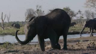 Slow motion clip of an African elephant Loxodonta africana mud bathing at a waterhole Botswana [upl. by Llertnod731]