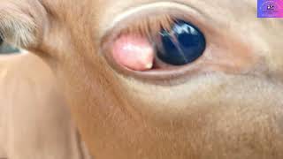 Eye Problems in Cattle veterinarian farming [upl. by Aisital]