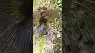 tacca chantrieri [upl. by Ikkaj]