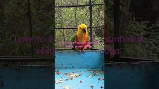 Jenday conure parakeetshortsgoviralviralyoutubeshortstrendingparrotparakeetbirdsloverbirds [upl. by Jehovah]