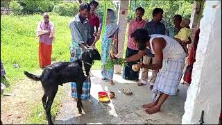 ankamma thalli mekapothu pongallu [upl. by Teeter]