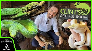 CLINTS REPTILE ROOM GRAND OPENING [upl. by Cherida609]