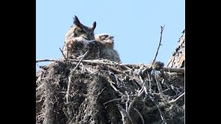 Floridas Owls  Whoo Is Making That Sound [upl. by Rube728]