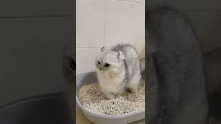 🐱Funny Constipated Cat Struggles in the Litter Box [upl. by Fleeman110]