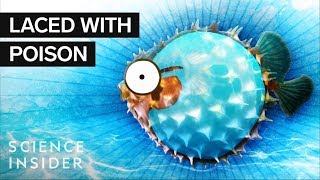 What’s Inside A Puffer Fish [upl. by Elleirbag863]