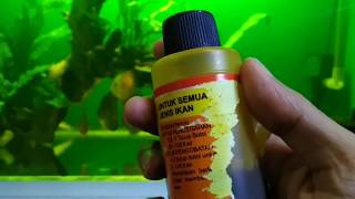 Membersihkan jamur dan bakteri aquarium discus [upl. by Bass486]