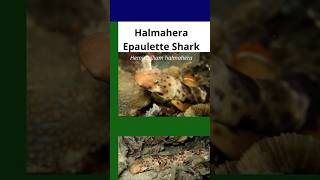 Halmahera Epaulette Shark or the Walking Shark [upl. by Arytahs]