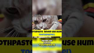 Brushing Your Cats Teeth The Ultimate Guide [upl. by Sielen]