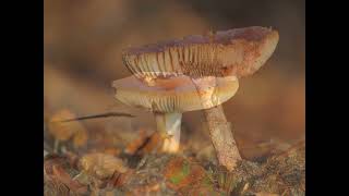 Zonnig ochtendlicht en paddenstoelen op de Veluwe [upl. by Ecinnaj]