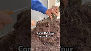 Why You Should Comb Out Your Bonsai Roots bonsai bonsaitree gardening plants tree tips shorts [upl. by Gombach]