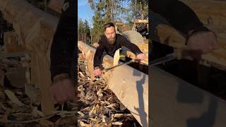 Log peeling 🪵 woodworking timber shorts [upl. by Eisyak]