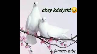 Abey Kdelyeki  ኣበይ ክደልየኪ  new Tigrigna Music 2024 habesha tigrignamusic [upl. by Sibby]