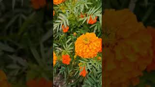 Marigold lovers song share subscribe trendingshorts [upl. by Lubbi52]