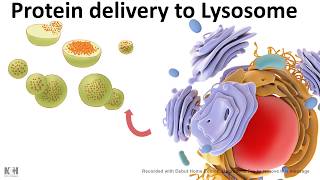 Protein trafficking to lysosome [upl. by Clayberg]