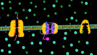 Transmembrane Potential [upl. by Aile]