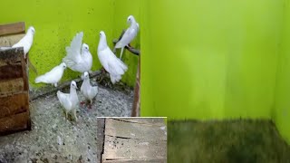 Update 116  pigeon bird setup cleaning waqarbirds birds pigeonbird [upl. by Asyal]