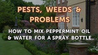 How to Mix Peppermint Oil amp Water for a Spray Bottle [upl. by Ami]