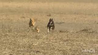 Galgo vs liebre Flaca y Mora greyhound vs hares [upl. by Kcirdef]