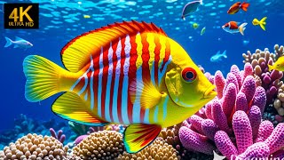 Under Red Sea 4K  Beautiful Coral Reef Fish in Aquarium Sea Animals for Relaxation  4K Video 1 [upl. by Durr]