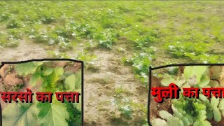 Brassica compestris  sarso ka khet Patel family vlogs [upl. by Atteras697]