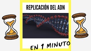 Replicación del ADN EN 1 MINUTO [upl. by Asta787]