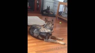 Hip Dysplasia German Shepherd Our Sadie [upl. by Lanfri12]