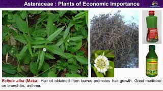 Asteraceae Family Economic Importance Plants of economic importance of compositae [upl. by Carri]