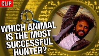 QI  Which Animal Is The Most Successful Hunter [upl. by Idaf]