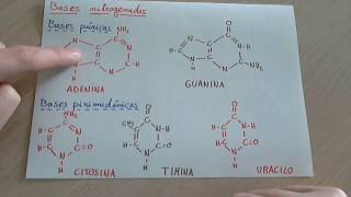 Bases nitrogenadas que son tipos y como se asocian en el ADN y ARN [upl. by Ettenyl]