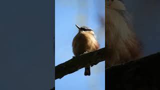 Eurasian nuthatch or wood nuthatch Sitta europaea birds wildlifephotography naturelovers [upl. by Mccollum]