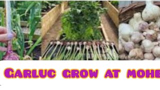 How to grow garlic from garlic seeds to plantsZahara urooj vlog pk [upl. by Enylrac]