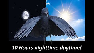 10 Hours Nighttime Daytime bird [upl. by Rfinnej]