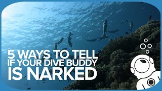 5 Ways To Tell If Your Dive Buddy Is Narked [upl. by Annelak749]