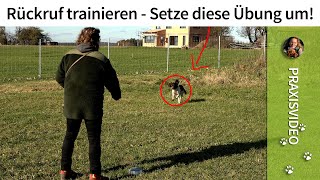 Rückruf trainieren ganz einfach ➡️ Setze diese Übung um ➡️ Praxisvideo✔️ [upl. by Elleirad]