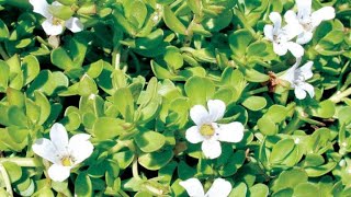 فوائد عشبة الباكوبا  Benefits of Bacopa [upl. by Netsyrk659]