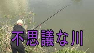 【外来種】アロワナが釣れる川で釣り【アリゲーターガー1話】 [upl. by Yahsed193]