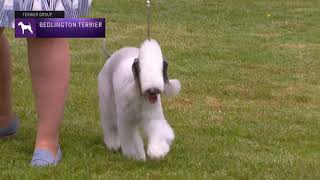 Bedlington Terriers  Breed Judging 2021 [upl. by Abby]