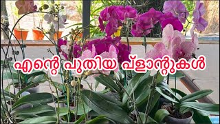 Phalaenopsis unboxing veediyo ❤️❤️❤️🌹🌹🌹🌹thadathil vlog [upl. by Leinahtam]