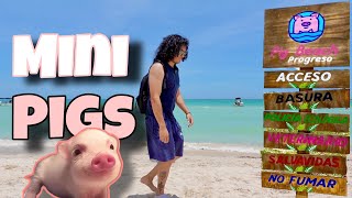 Encontré CERDOS en la Playa 🐷 Pig Beach  Yucatan  Rich Mozar [upl. by Marjie111]