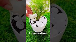 Planting fern plant [upl. by Mommy]