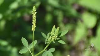 How to identify yellow sweet clover Melilotus officinalis [upl. by Enajyram899]