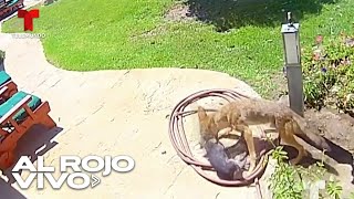 Un coyote ataca a un perro chihuahua en el patio de una casa en Los Ángeles [upl. by Lashond]