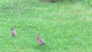 Wild Bobwhite Quail PAIR running in my back yard [upl. by Sigismond724]