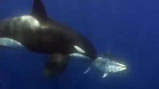 Orcas Let the Boats Hunt for Them  Killer Whale  BBC Earth [upl. by Assisi]