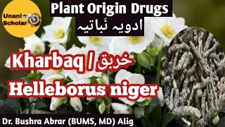 Kharbaq  خربق Helleborus niger Plant Origin Drug Advia Mufradah with slide presentation [upl. by Anaujik]