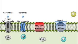 Digoxin  Mechanism of Action [upl. by Samtsirhc]